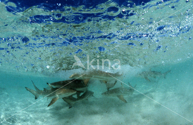 Blacktip reef shark (Carcharhinus melanopterus )