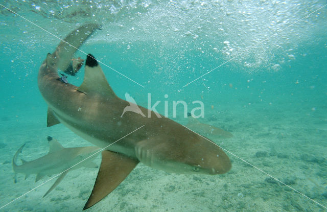 Blacktip reef shark (Carcharhinus melanopterus )