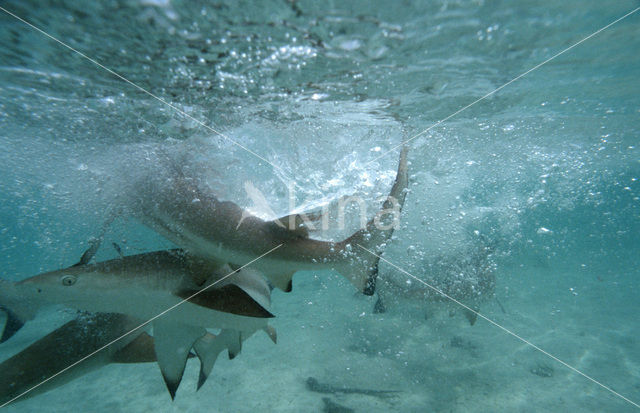 Blacktip reef shark (Carcharhinus melanopterus )