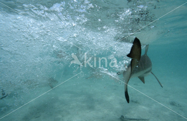 Blacktip reef shark (Carcharhinus melanopterus )