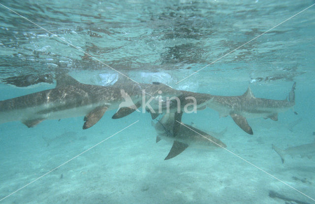 Zwartvin Rifhaai (Carcharhinus melanopterus )