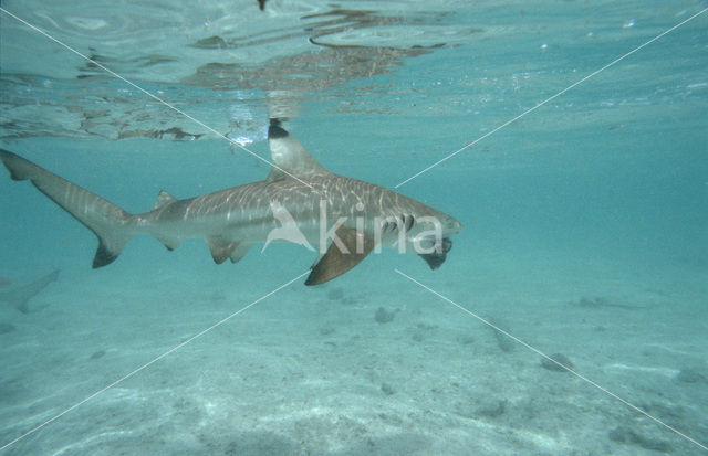 Blacktip reef shark (Carcharhinus melanopterus )