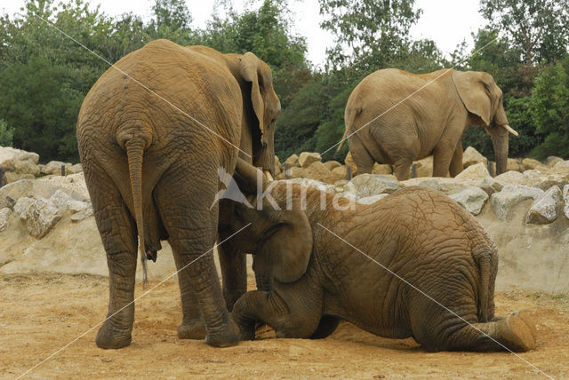 African elephant (Loxodonta africana)