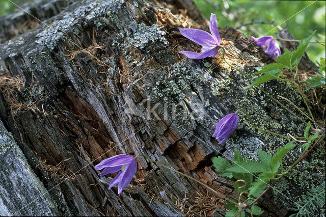 Alpen Clematis (Clematis alpina)