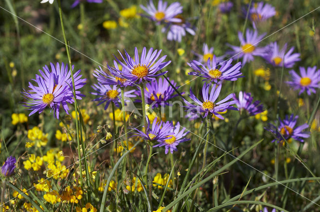 Alpenaster (Aster alpinus subsp. cebennensi)