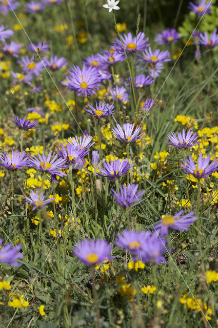 Alpine Aster (Aster alpinus subsp. cebennensi)