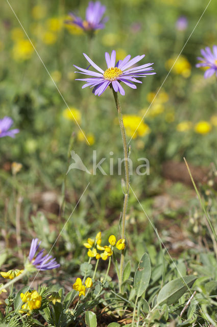 Alpenaster (Aster alpinus subsp. cebennensi)