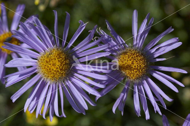 Alpenaster (Aster alpinus subsp. cebennensi)