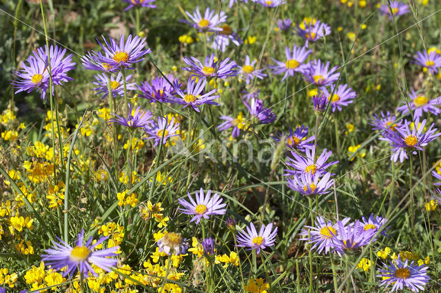 Alpenaster (Aster alpinus subsp. cebennensi)