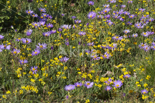 Alpine Aster (Aster alpinus subsp. cebennensi)