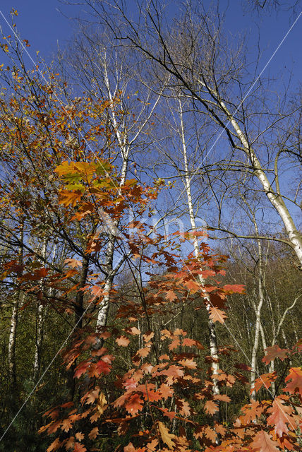 Red Oak (Quercus rubra)