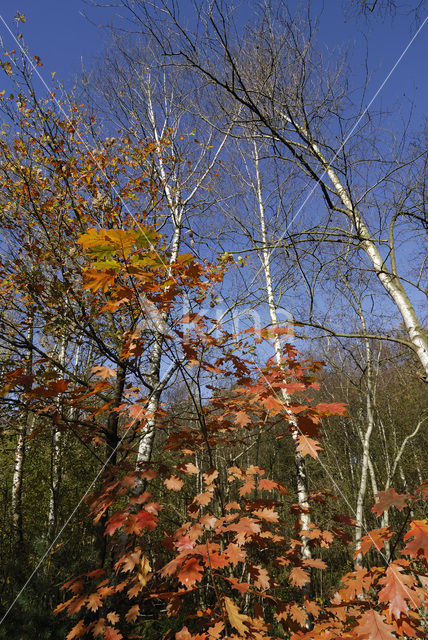 Amerikaanse eik (Quercus rubra)