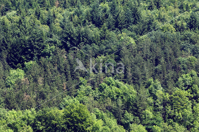 Ardennes
