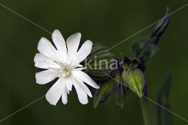 Bladder Campion (Silene latifolia)