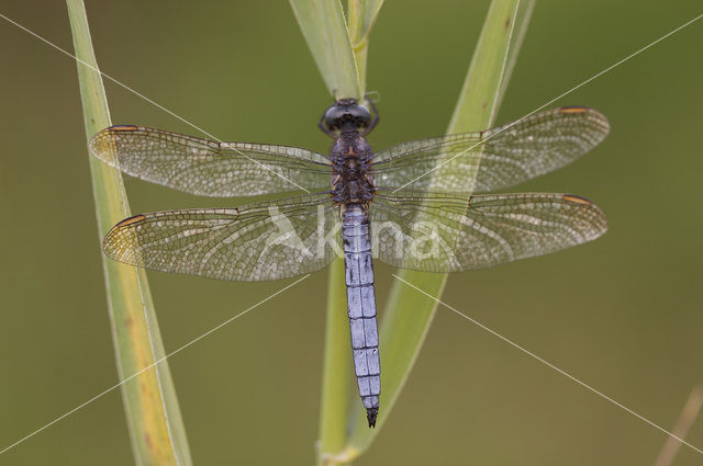 Beekoeverlibel (Orthetrum coerulescens)