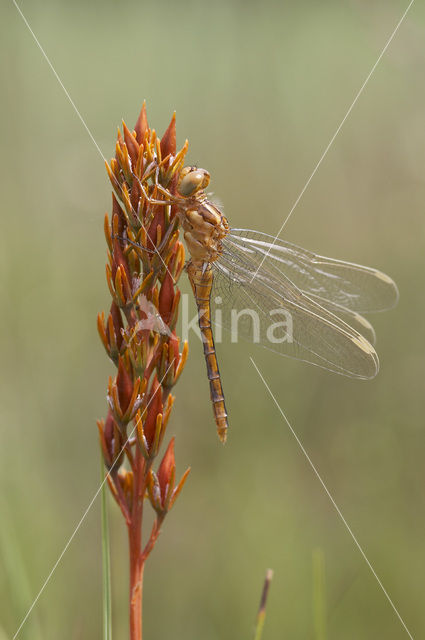Keeled Skimmer (Orthetrum coerulescens)