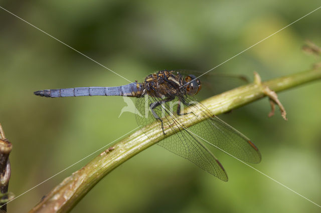 Keeled Skimmer (Orthetrum coerulescens)