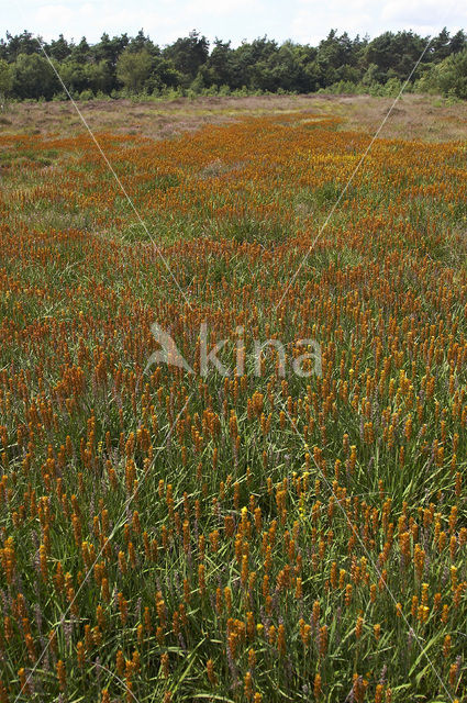 Bog Asphodel (Narthecium ossifragum)
