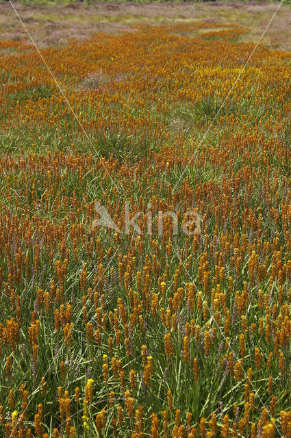 Bog Asphodel (Narthecium ossifragum)