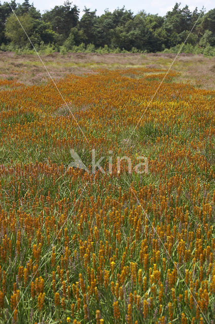 Bog Asphodel (Narthecium ossifragum)