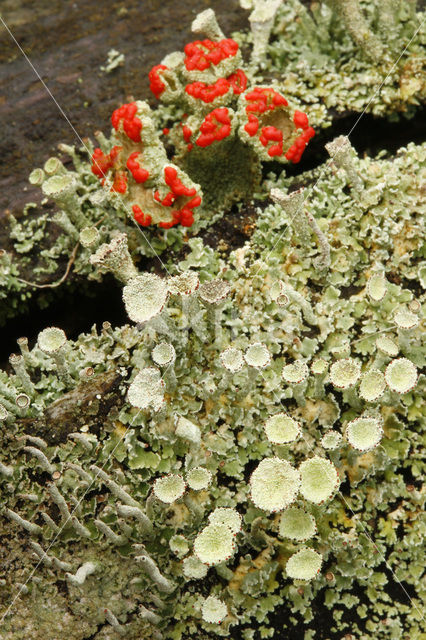 Pixie-cup (Cladonia spec.)