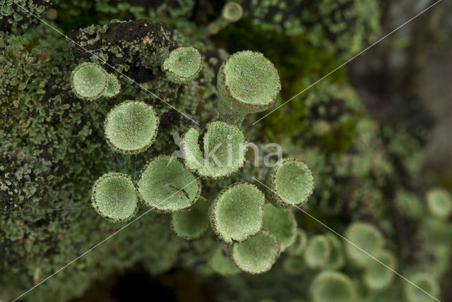 pixie cup (Cladonia)