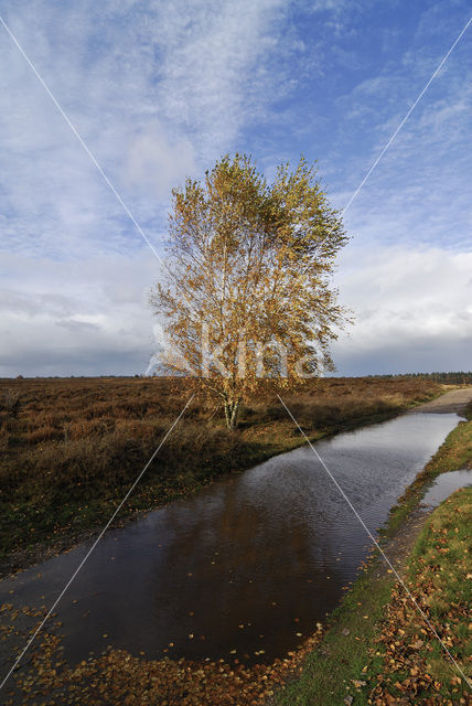 Berk (Betula)