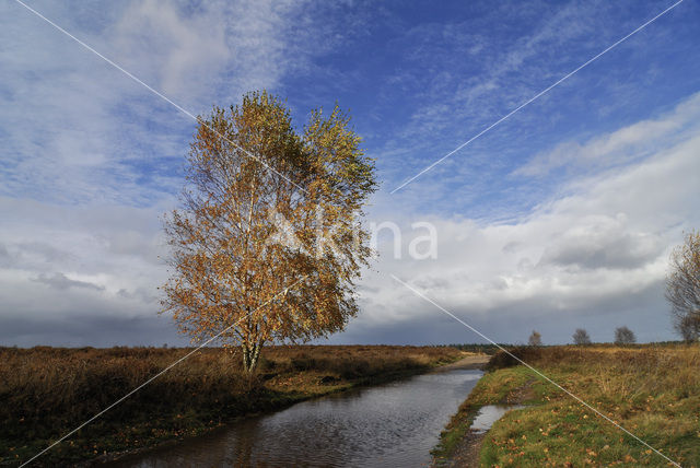 Birch (Betula)