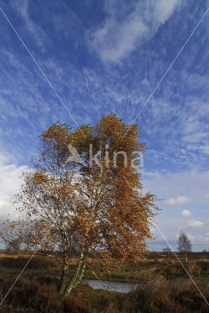 Birch (Betula)