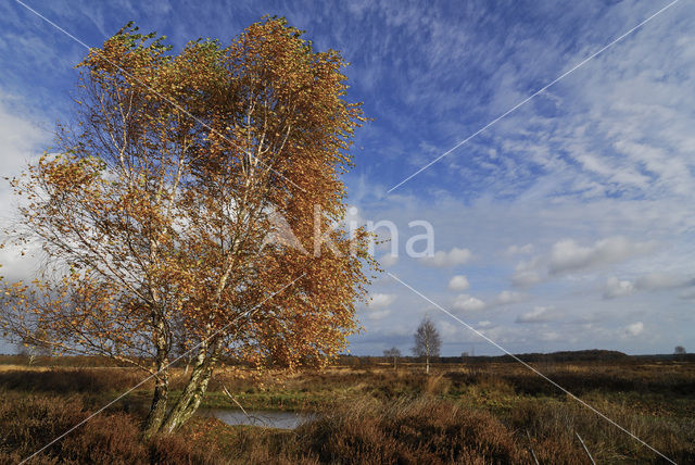 Birch (Betula)