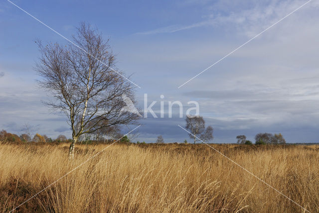 Berk (Betula)