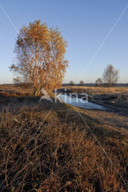 Berk (Betula)