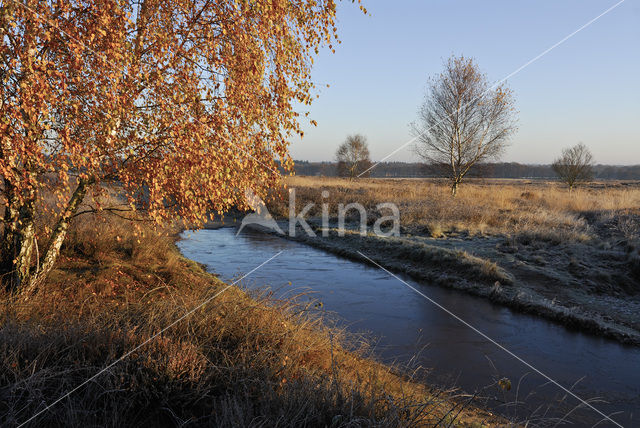 Birch (Betula)