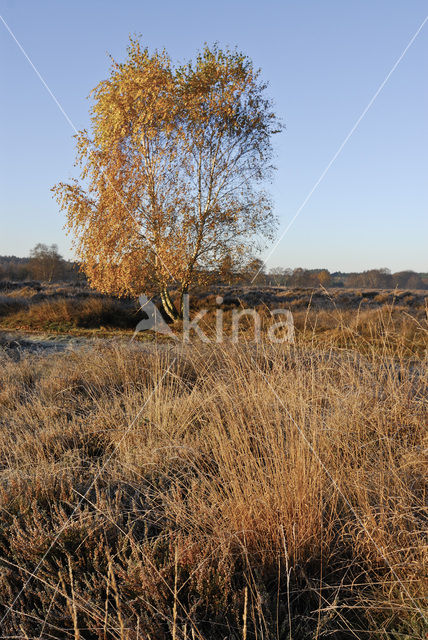 Birch (Betula)