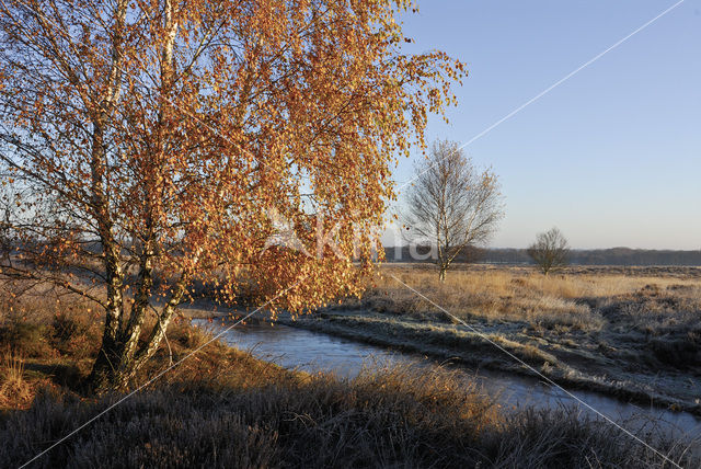 Birch (Betula)