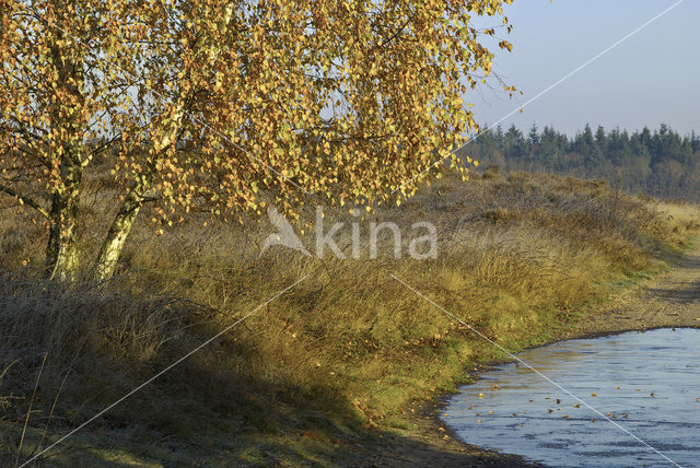 Birch (Betula)