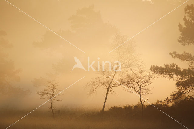 Birch (Betula)