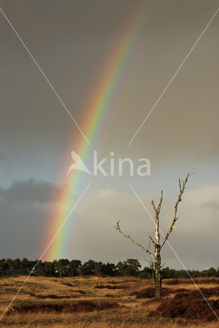 Birch (Betula)