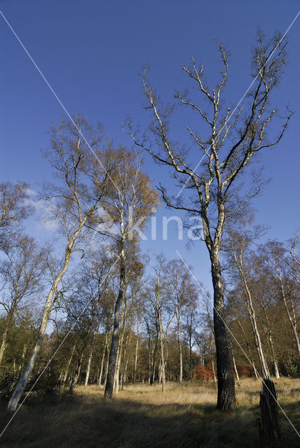 Birch (Betula)