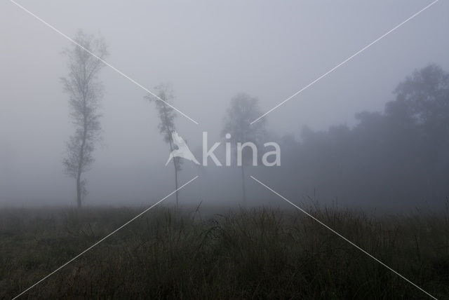 Birch (Betula)
