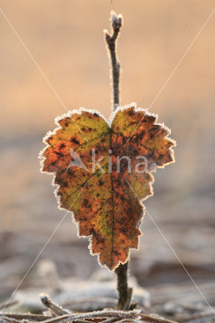 Birch (Betula)