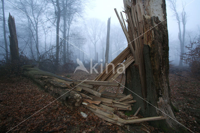 Beuk (Fagus sylvatica)