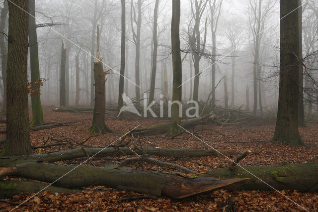 Beuk (Fagus sylvatica)