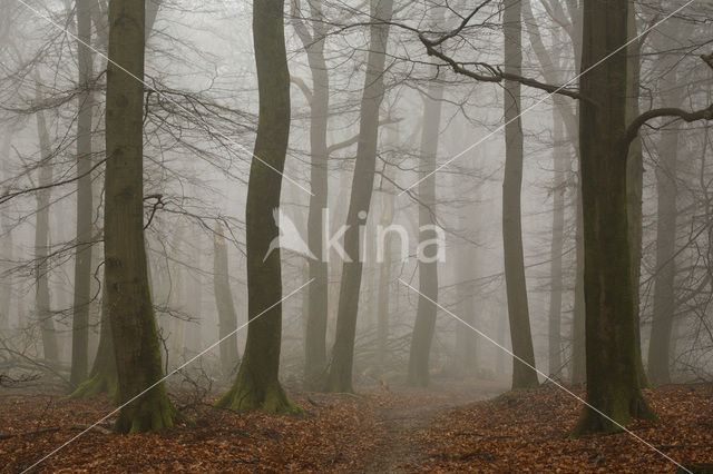 Beech (Fagus sylvatica)