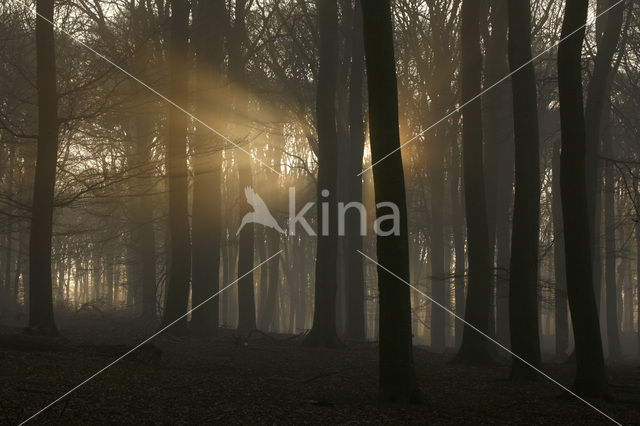 Beech (Fagus sylvatica)