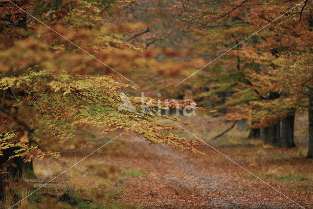 Beuk (Fagus sylvatica)