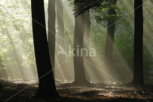 Beech (Fagus sylvatica)