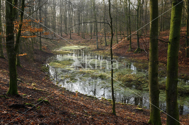 Beuk (Fagus sylvatica)