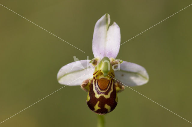 Bijenorchis (Ophrys apifera)