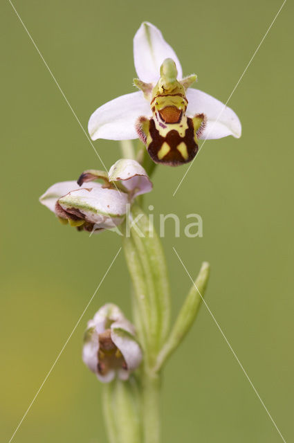 Bijenorchis (Ophrys apifera)